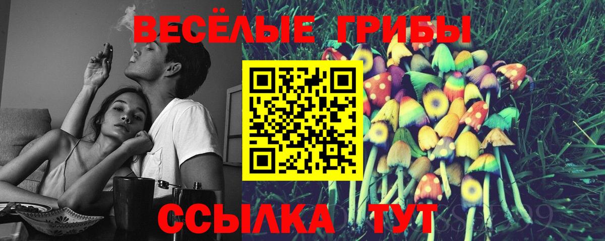 Псилоцибиновые грибы Psilocybe Сосновый Бор