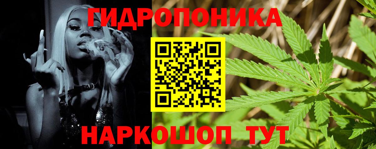 Канабис планчик Сосновый Бор